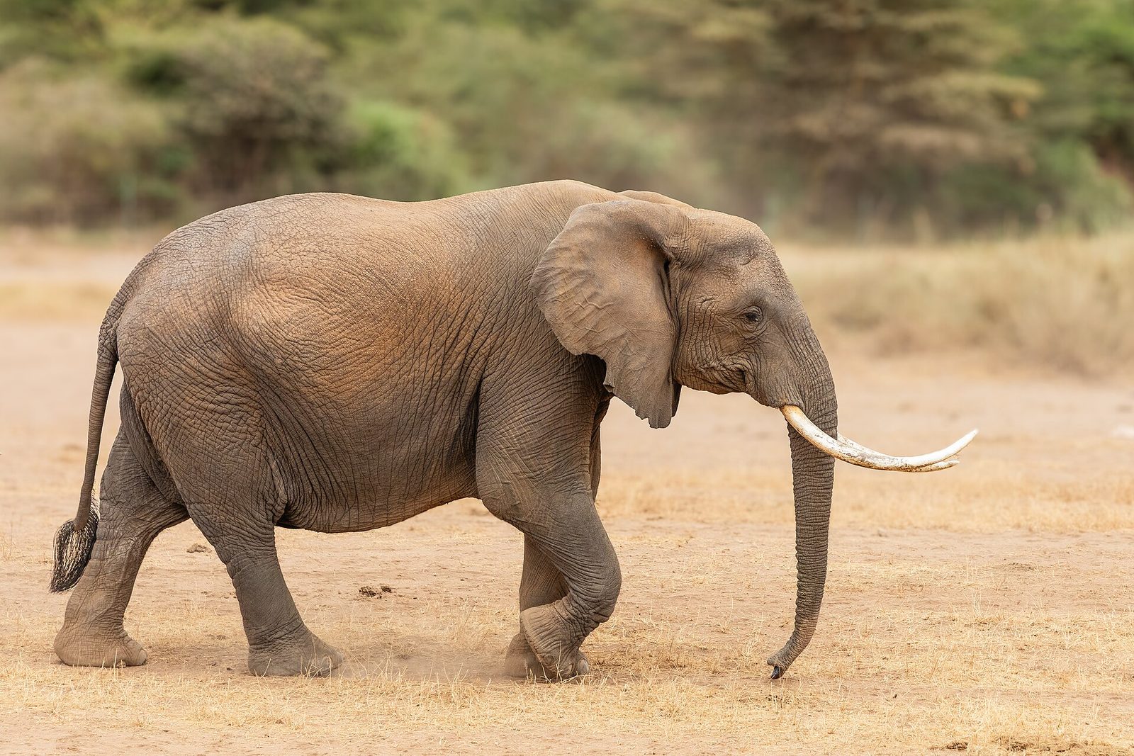 Amboseli National Park