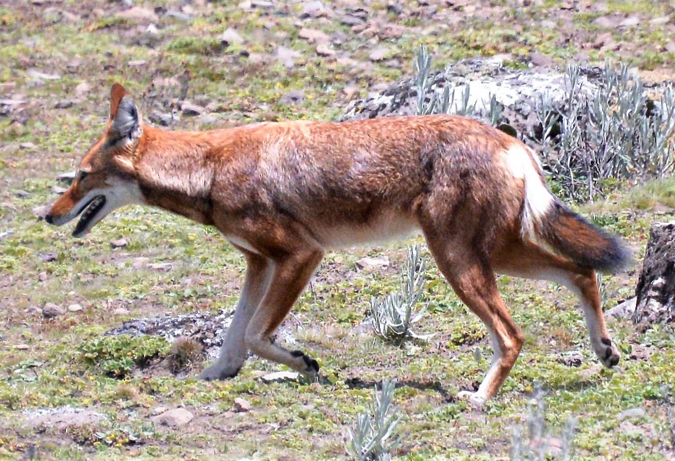 Bale Mountains Ethiopian Wolf Trek — 5 Days