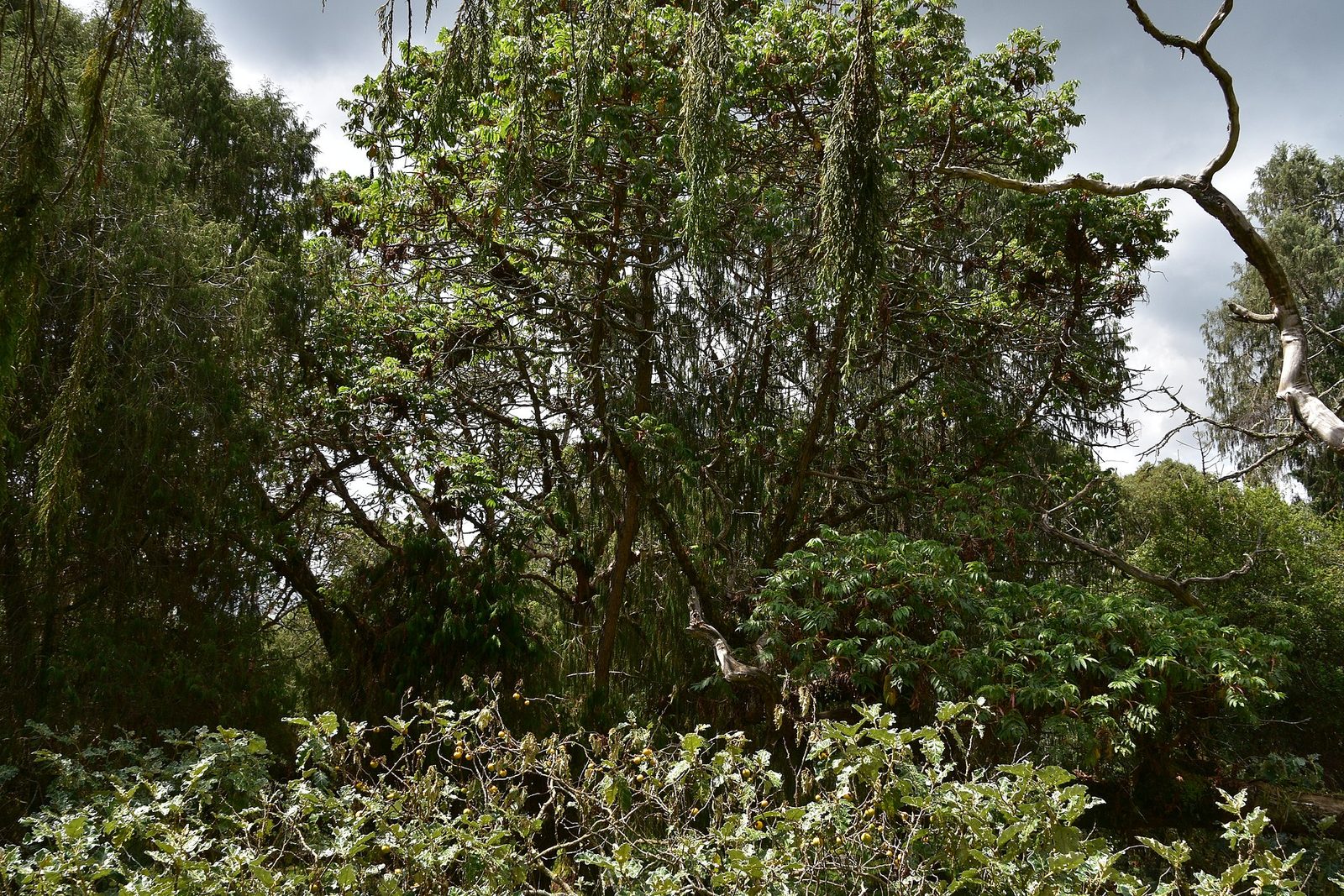 Bale Mountains National Park