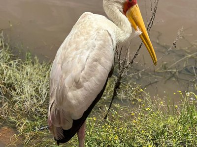 Lake Nakuru1