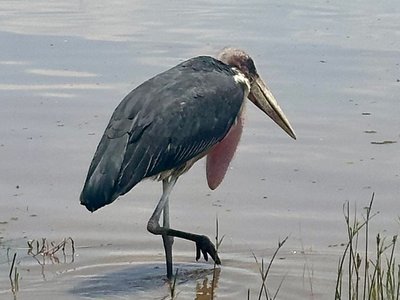 Lake Nakuru2