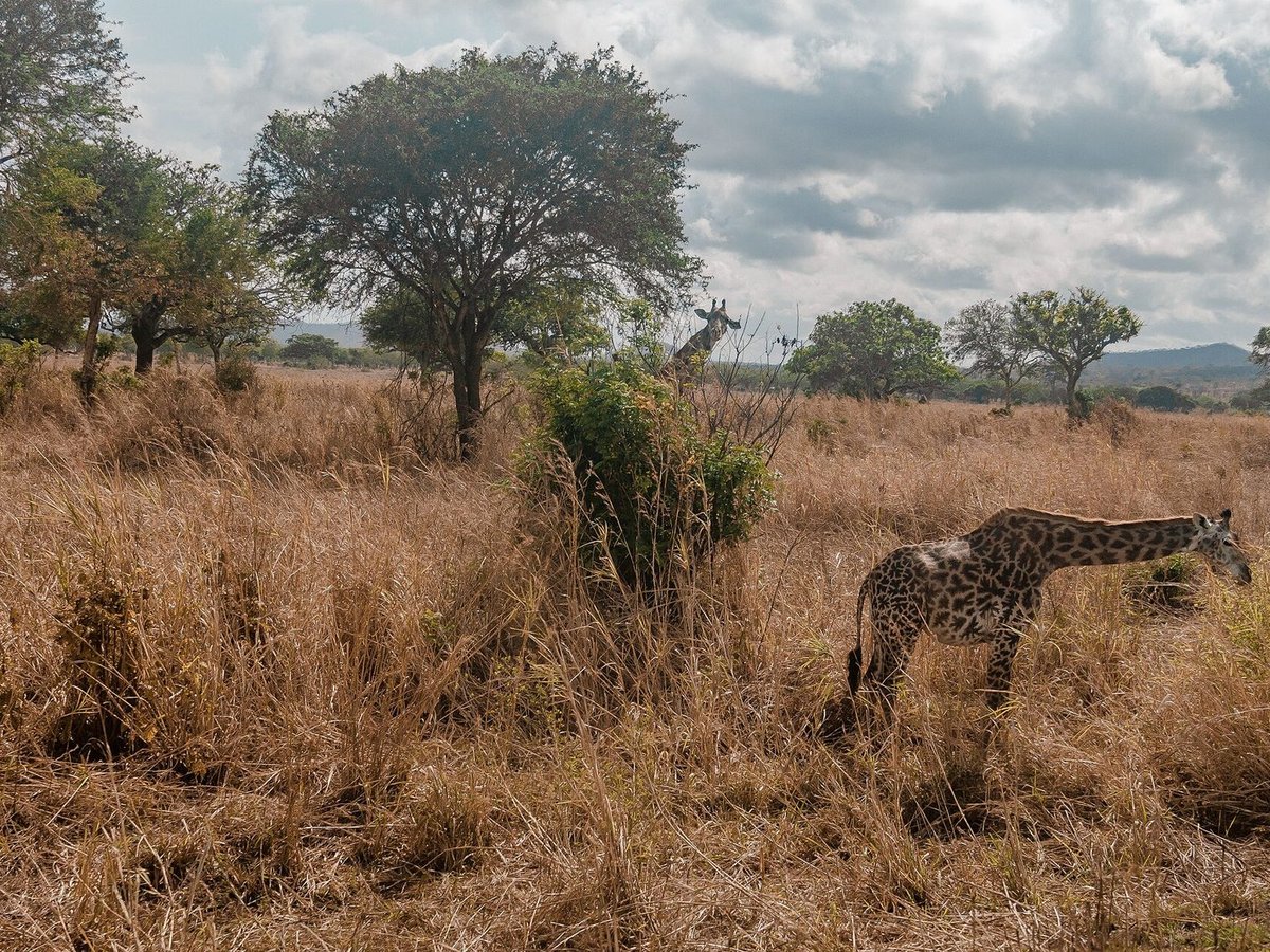 Mikumi Quick Safari from Dar — 3 Days