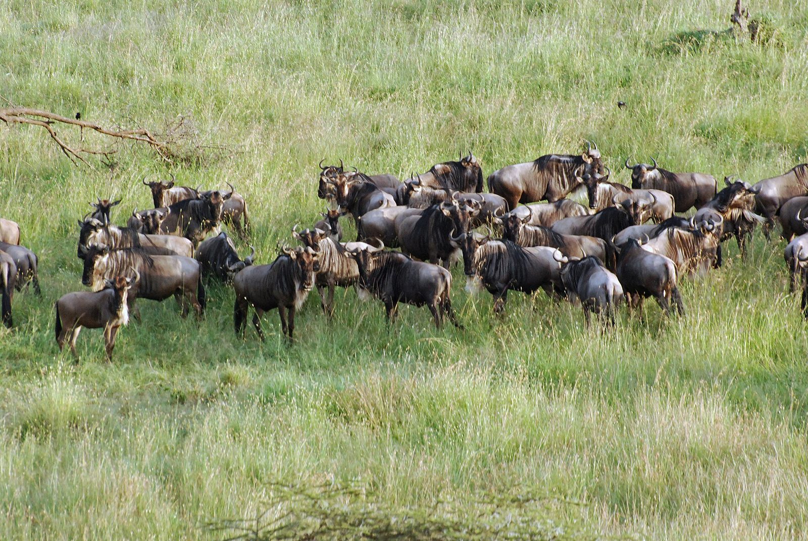 Great Migration Balloon Safari — 4 Days
