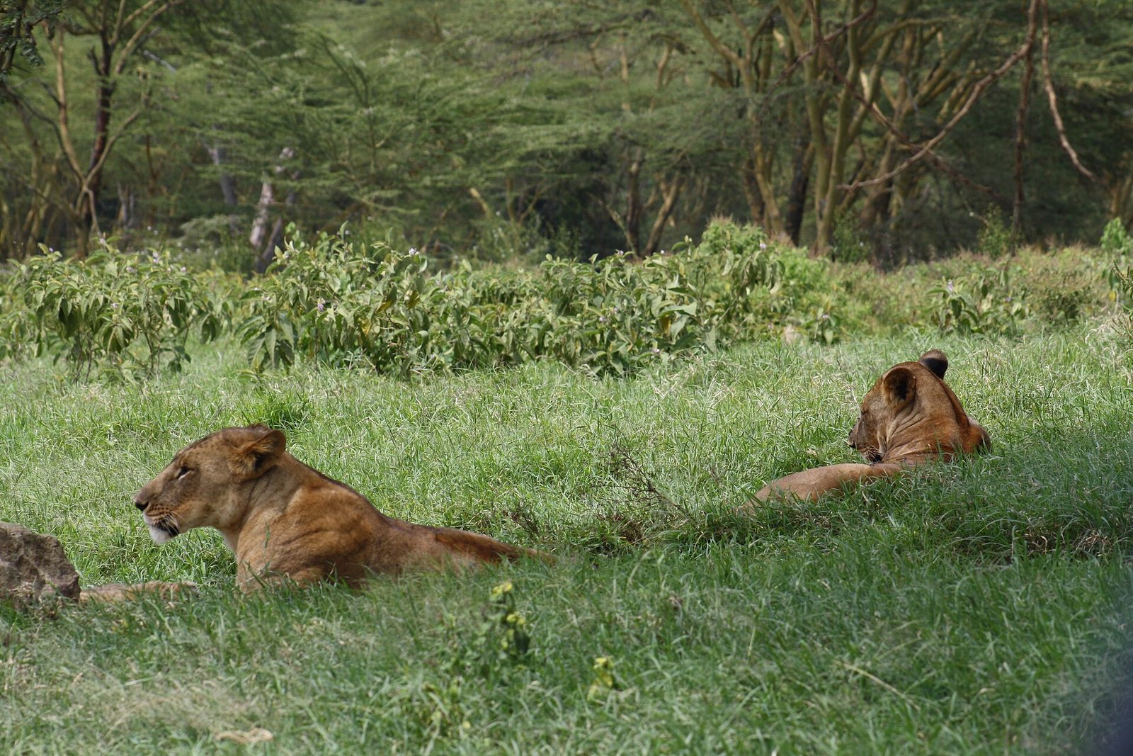 Mara + Nakuru + Naivasha — 6 Days