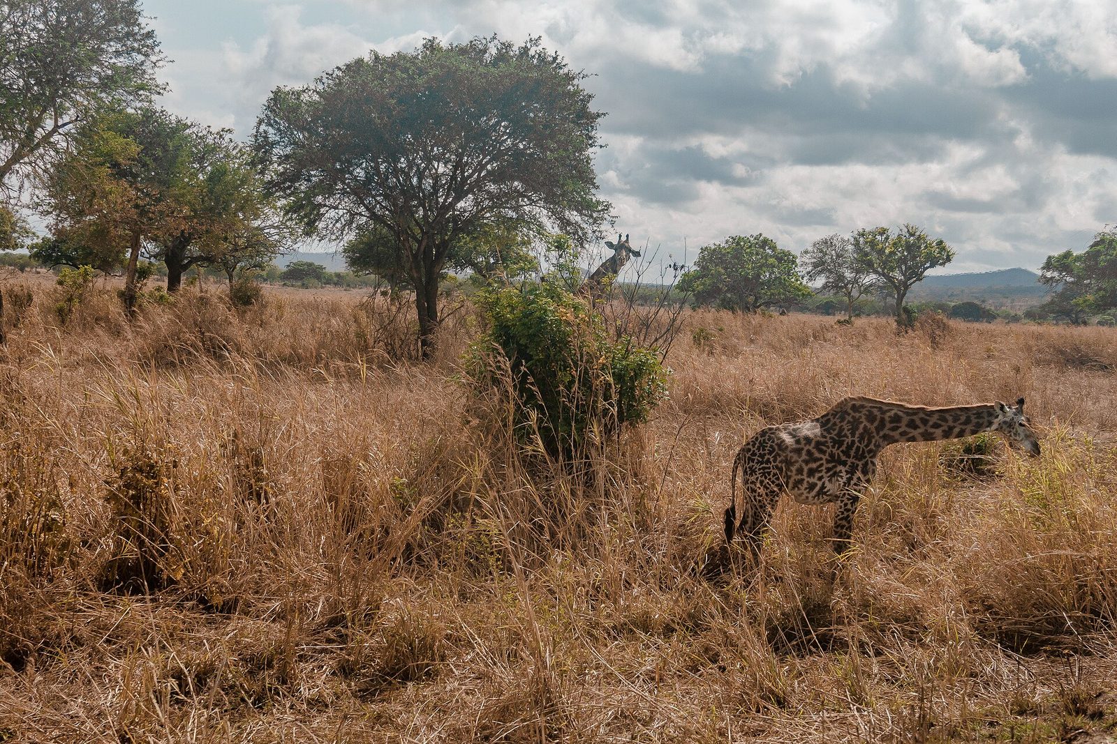 Mikumi Quick Safari from Dar — 3 Days