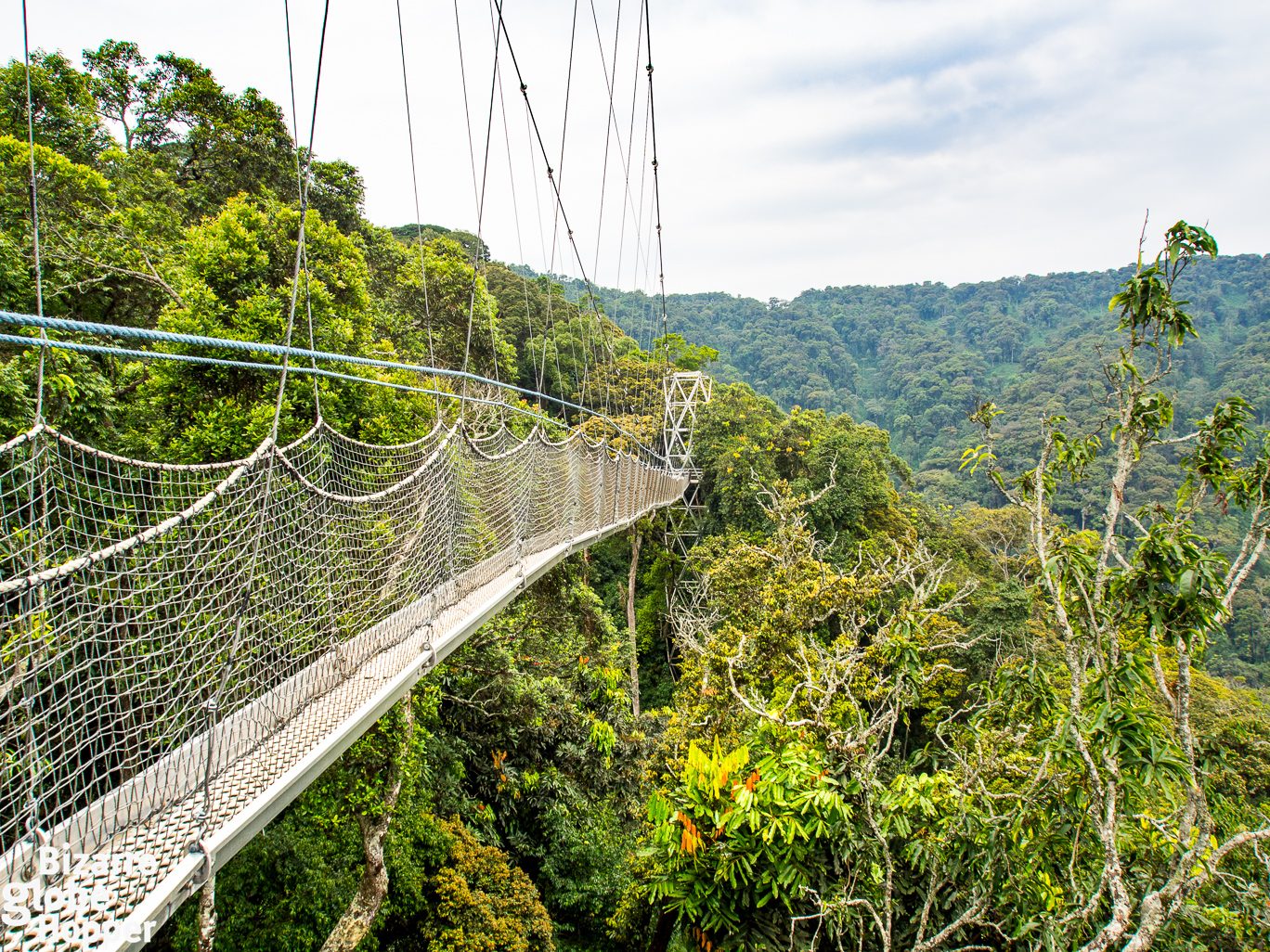 Nyungwe Forest Canopy & Chimpanzees — 4 Days