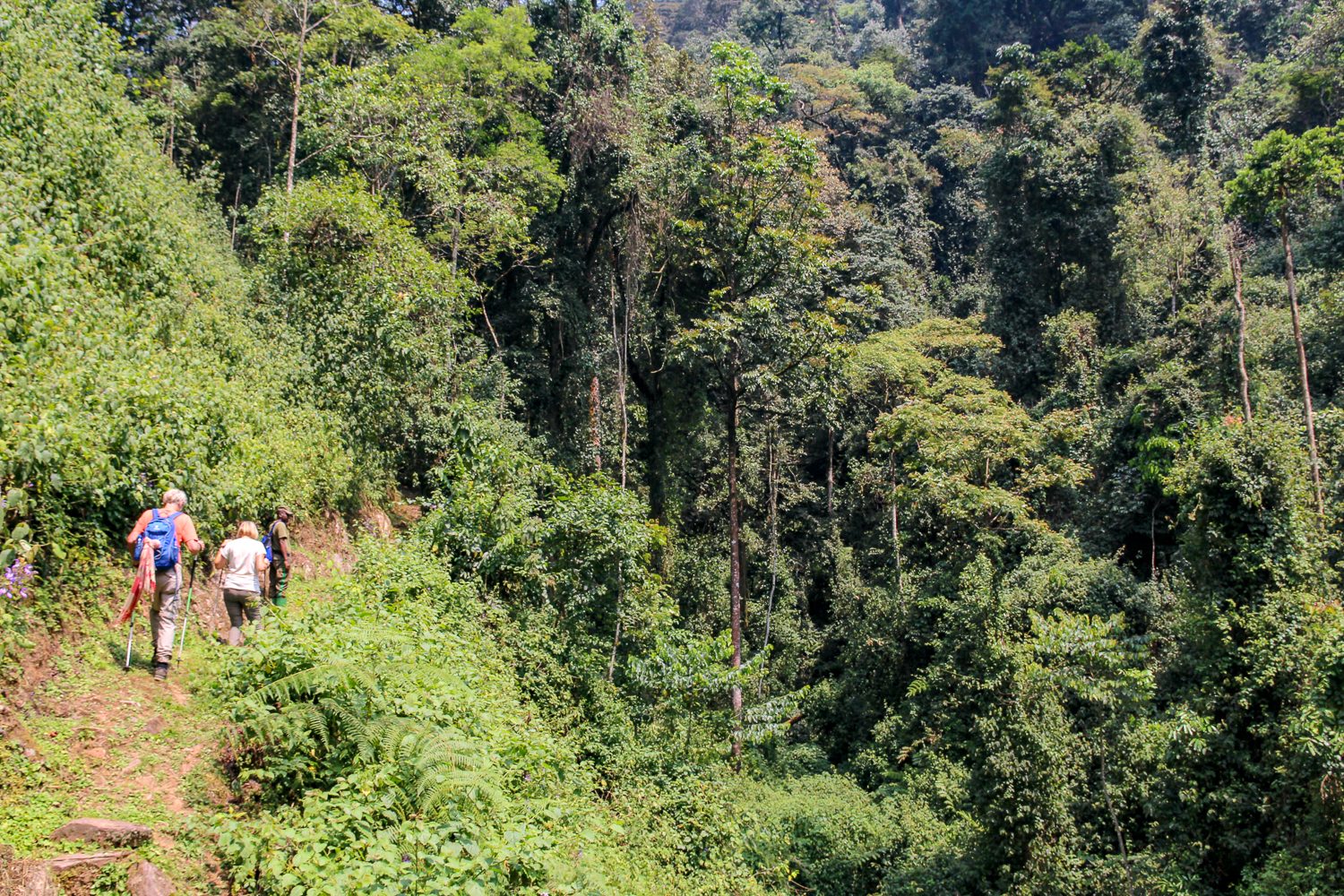 Nyungwe Forest National Park