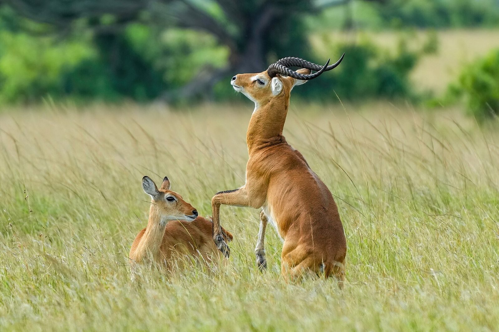 Queen Elizabeth National Park