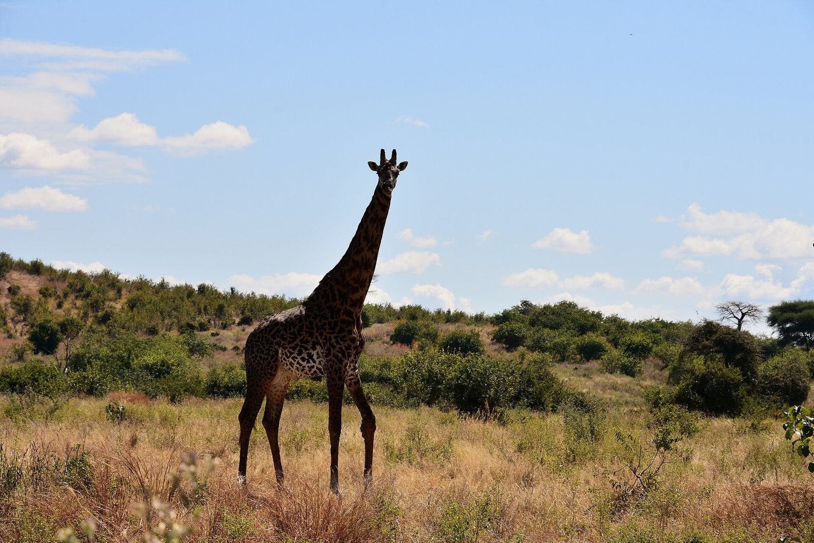 Ruaha — Wild Heart of Tanzania — 5 Days