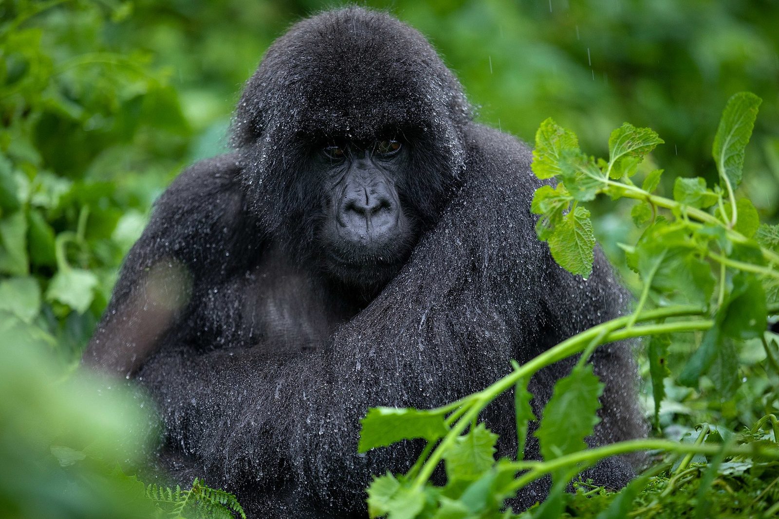 Rwanda Volcanoes Gorillas — 3 Days