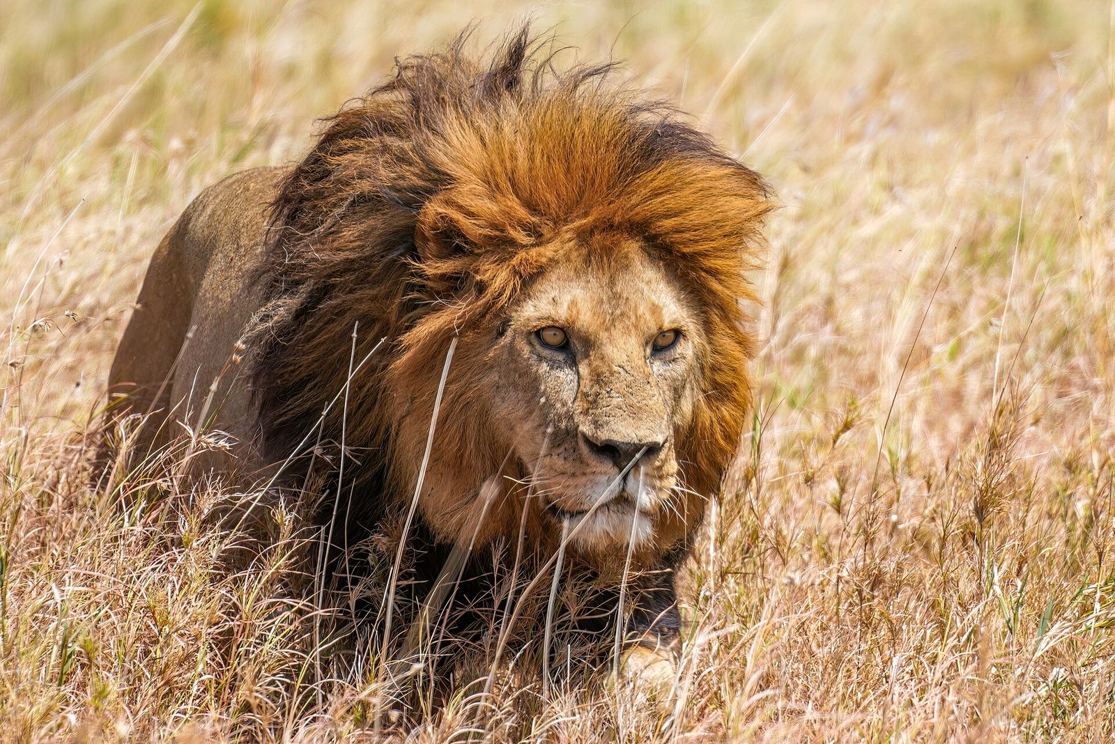 Serengeti Under Canvas & Balloon Honeymoon — 6 Days
