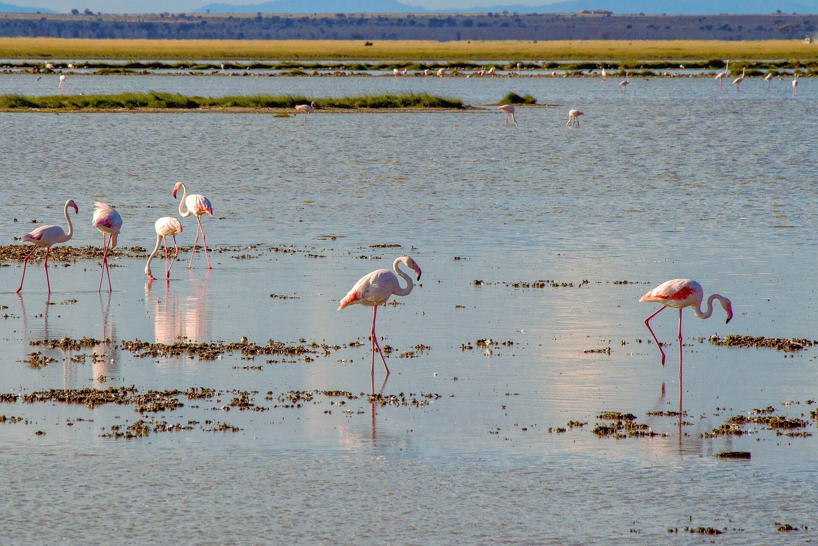 Southern Kenya: Amboseli + Tsavo East + Tsavo West — 8 Days