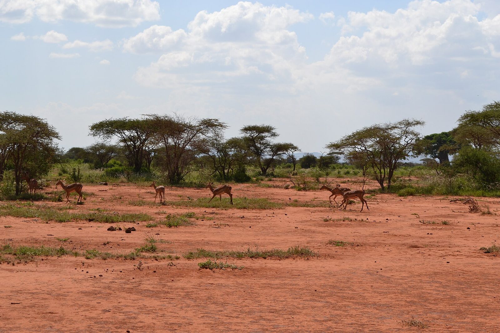 Tsavo East & West — 4 Days