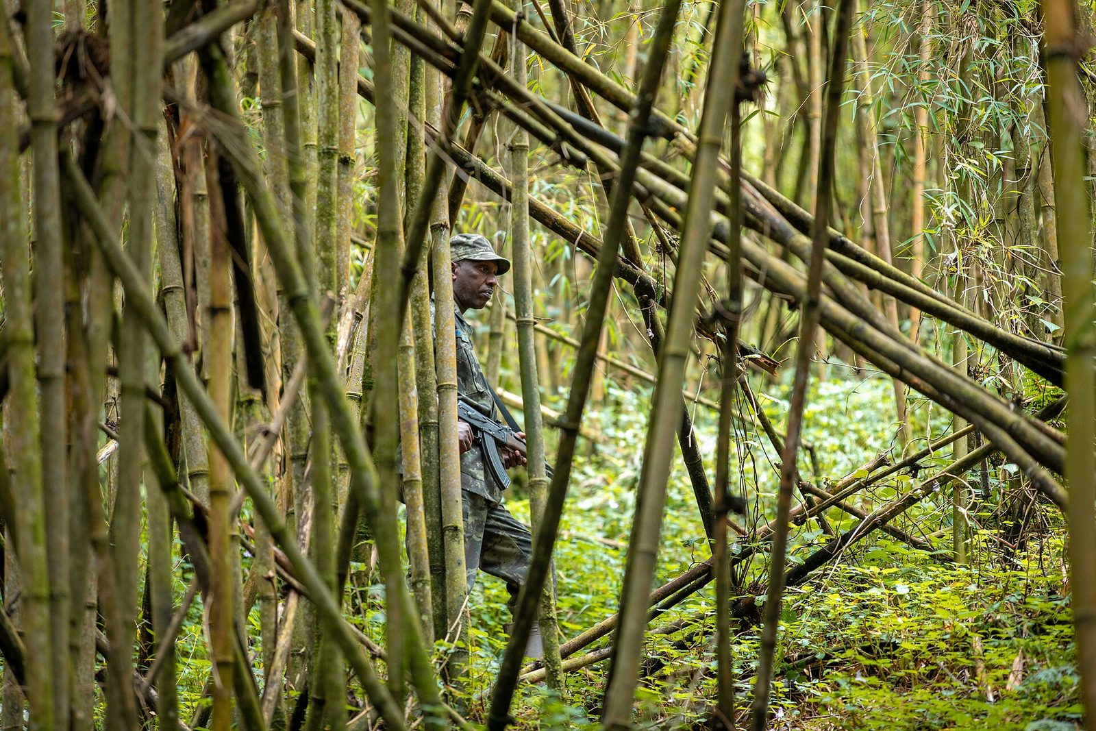Volcanoes National Park (Rwanda)