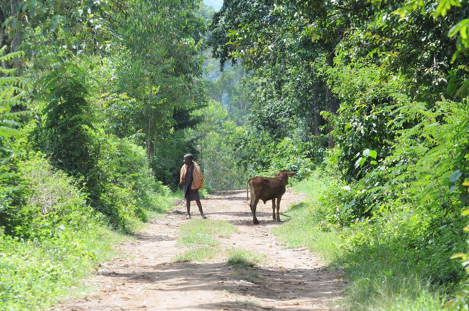 Western Kenya: Kakamega Forest & Lake Victoria — 5 Days
