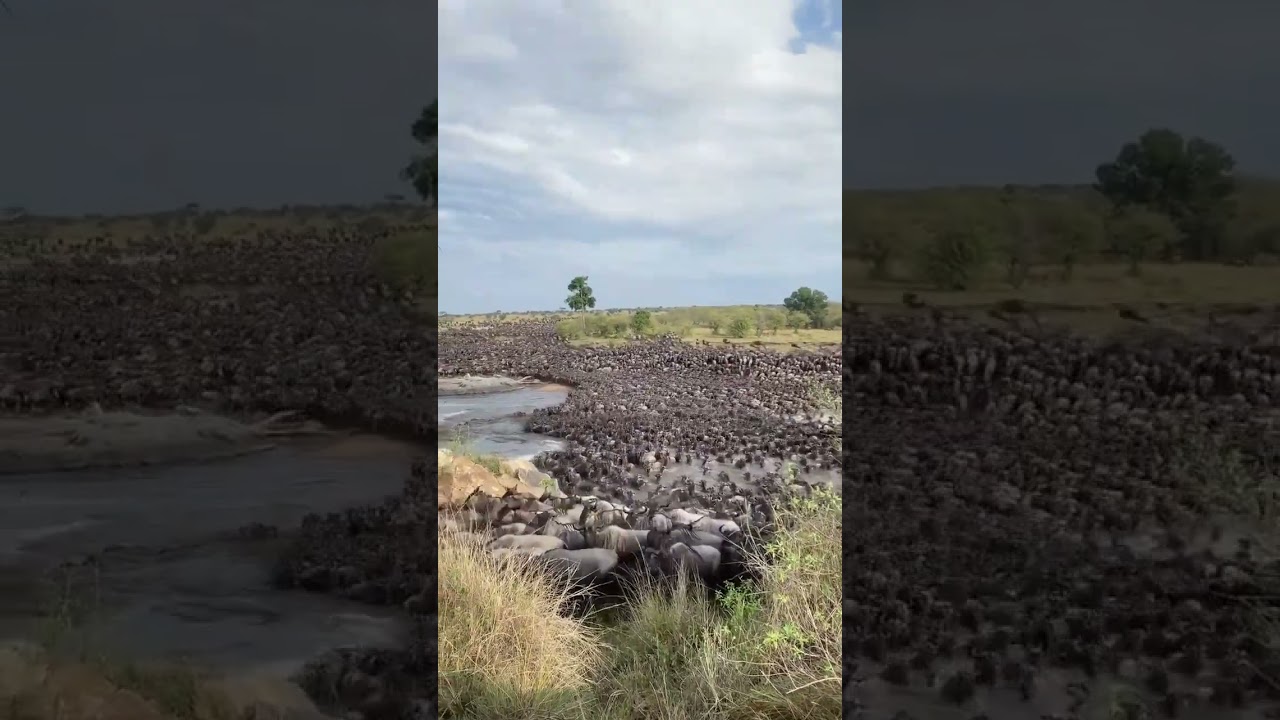 Maasai Mara Migration